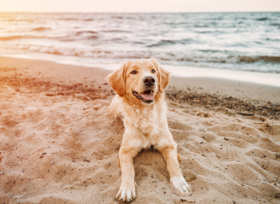 media.appartamenti-pet-friendly-romagna